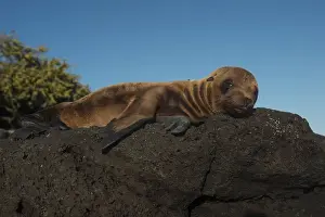 Images Dated 19th December 2014: Galapagos Sealion Pup (Zalophus wollebaeki) GALAPAGOS, ECUADOR. South America