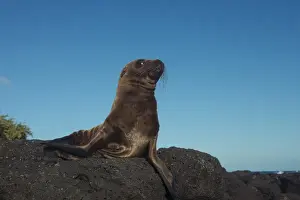 Galapagos Prints: Galapagos Sealion Pup (Zalophus wollebaeki) GALAPAGOS, ECUADOR. South America