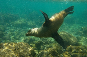 Prints of Galapagos sealion (Zalophus wollebaeki), Gardner Bay, Espanola (Hood). Island, Galapagos Islands, ECUADOR. South America Images Dated 2003 March: Galapagos sealion (Zalophus wollebaeki)