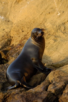 Images Dated 2nd July 2006: Galapagos sealion (Zalophus wollebaeki) Tagus Cove, Isabela Island Galapagos Islands