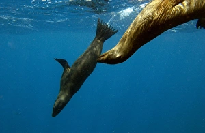 Prints of Galapagos sealion (Zalophus wollebaeki). Gardner Bay, Espa├╗ola (Hood). Island, Galapagos Islands. ECUADOR. South America Images Dated 2003 March: Galapagos sealion (Zalophus wollebaeki)