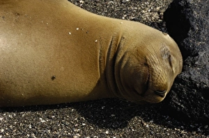 Images Dated 2nd July 2006: Galapagos sealion (Zalophus wollebaeki). Fernandina Island, Galapagos Islands. ECUADOR