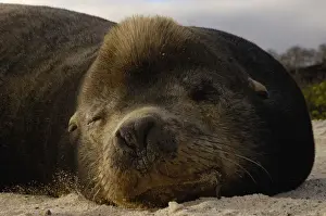 Galapagos sealion (Zalophus wollebaeki) bull Espanola or Hood Island, Galapagos