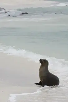 Images Dated 27th July 2007: Galapagos sealion (Zalophus wollebaeki) Espanola or Hood Island, Galapagos Islands