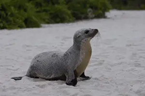 Images Dated 27th July 2007: Galapagos sealion (Zalophus wollebaeki) Espaola or Hood Island, Galapagos Islands, Ecuador