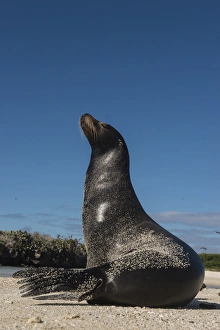 Images Dated 14th December 2014: Galapagos Sealion (Zalophus wollebaeki) GALAPAGOS, ECUADOR. South America