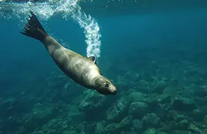 Prints of Galapagos sealion (Zalophus wollebaeki). Gardner Bay, Espauola (Hood). Island, Galapagos Islands. ECUADOR. South America Images Dated 2003 March: Galapagos sealion (Zalophus wollebaeki) Gardner Bay, Espaaa'ola (Hood) Island