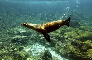 Prints of Galapagos sealion (Zalophus wollebaeki). Gardner Bay, Espauola (Hood). Island, Galapagos Islands. ECUADOR. South America Images Dated 2003 March: Galapagos sealion (Zalophus wollebaeki) Gardner Bay, Espaaa'ola (Hood) Island
