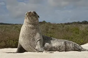 Galapagos Sealion (Zalophus wollebaeki) Gardner Bay, Espanola or Hood Island, Galapagos Islands