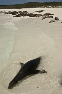 Images Dated 9th May 2008: Galapagos Sealion (Zalophus wollebaeki) Gardner Bay