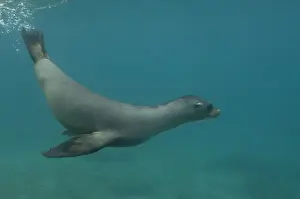 Images Dated 27th July 2007: Galapagos sealion (Zalophus wollebaeki) underwater Espanola or Hood Island, Galapagos