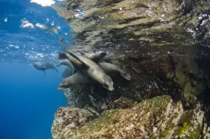 Images Dated 19th December 2014: Galapagos Sealion (Zalophus wollebaeki) underwater GALAPAGOS, ECUADOR