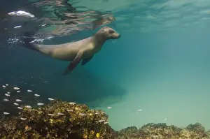 Images Dated 15th December 2014: Galapagos Sealion (Zalophus wollebaeki) underwater GALAPAGOS, ECUADOR