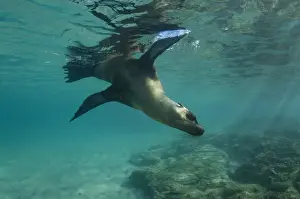 Images Dated 15th December 2014: Galapagos Sealion (Zalophus wollebaeki) underwater GALAPAGOS, ECUADOR