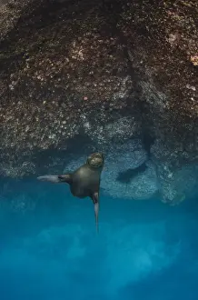 Images Dated 19th December 2014: Galapagos Sealion (Zalophus wollebaeki) underwater GALAPAGOS, ECUADOR