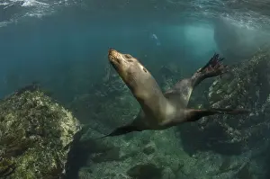 Images Dated 11th December 2014: Galapagos Sealion (Zalophus wollebaeki) underwater GALAPAGOS, ECUADOR
