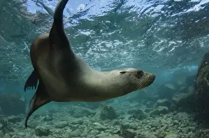 Images Dated 13th December 2014: Galapagos Sealion (Zalophus wollebaeki) underwater GALAPAGOS, ECUADOR