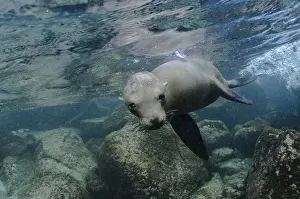 Images Dated 13th December 2014: Galapagos Sealion (Zalophus wollebaeki) underwater GALAPAGOS, ECUADOR