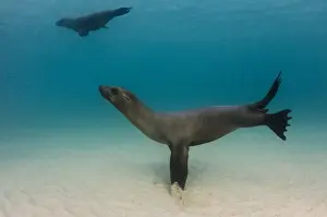 Images Dated 15th December 2014: Galapagos Sealion (Zalophus wollebaeki) underwater GALAPAGOS, ECUADOR
