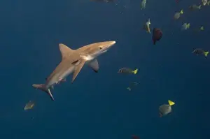 Galapagos Shark (Carcharhinus galapagensis) off of Wolf Island, Galapagos Islands, Ecuador