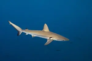 Galapagos Shark (Carcharhinus galapagensis) off of Wolf Island, Galapagos Islands, Ecuador