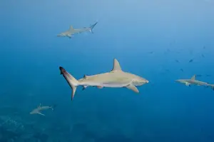 Galapagos Shark (Carcharhinus galapagensis) Off of Wolf Island GALAPAGOS ISLANDS