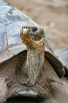 Neck Prints: Galapagos tortoise peeks out from beneath its shell