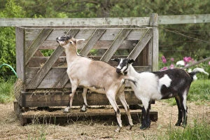 Galena, Illinois, USA. Two Alpine goats about to eat out of a hay feeder. (PR)