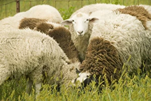 Images Dated 16th September 2006: Galena, Illinois, USA. Dorset sheep flock in a pasture