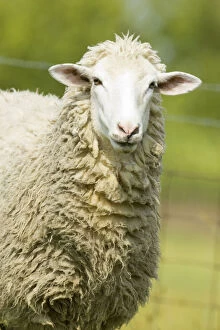 Images Dated 15th September 2006: Galena, Illinois, USA. Head and shoulders view of a white Dorset sheep in a pasture