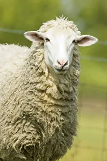 Domestic Animal Prints: Galena, Illinois, USA. Head and shoulders view of a white Dorset sheep in a pasture