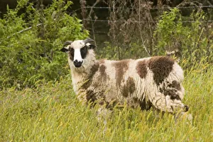 Ovis Aries Prints: Galena, Illinois, USA. Horned Dorset sheep in a pasture
