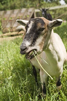 Galena, Illinois, USA. Portrait of an Alpine goat eating grass. (PR)