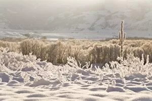Gallatin County, MT. Backlit snow detail