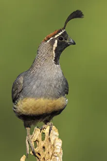 Gambels quail