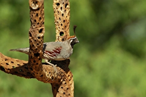 Joe And Mary Ann Mcdonald Prints: Gambels quail, Arizona, USA