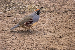 New World Quail Prints: Gambel's quail, Bosque del Apache National Wildlife Refuge, New Mexico