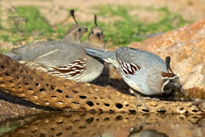 Images Dated 23rd March 2015: The Gambels quail (Callipepla gambelii). A male and female at a desert pond