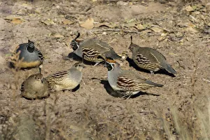 Prints of Gambels Quail (Callipepla gambelii) covey feeding Images Dated 2016 December: Gambels Quail (Callipepla gambelii) covey feeding