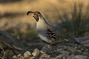 Images Dated 8th May 2015: Gambels Quail (Callipepla gambelii) foraging