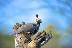 The Gambels quail (Callipepla gambelii) inhabits the desert regions of the USA Southwest