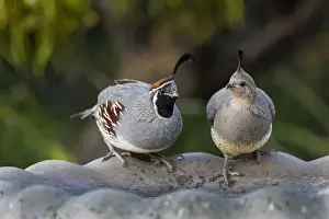 Images Dated 8th May 2015: Gambels Quail (Callipepla gambelii) pair at bird bath