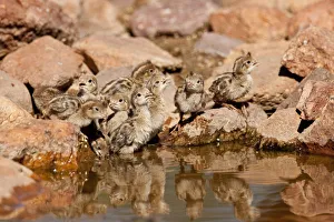 Images Dated 7th May 2007: Gambels Quail Chicks Lophortyx gambelii SE Arizona