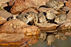 Images Dated 6th May 2007: Gambels Quail Chicks Lophortyx gambelii SE Arizona