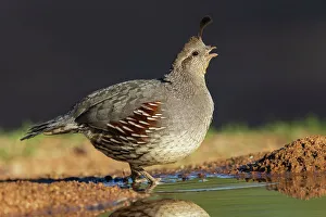 Thirst Prints: Gambel's quail drinking, USA, Arizona