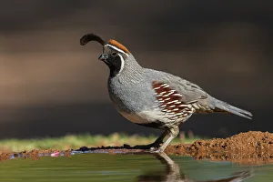 Drinking Prints: Gambel's quail drinking, USA, Arizona