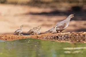 Images Dated 26th October 2022: Gambel's Quail female with young, Pima County, Arizona