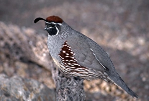 Biology Prints: Gambels quail (Lophortyx gambelii), male perched on cholla branch, Saguaro National Park