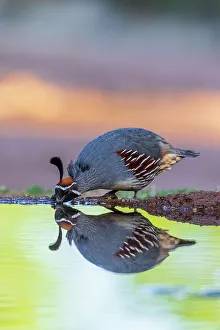 Edge Prints: Gambel's Quail male drinking at water, Pima County, Arizona
