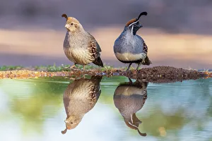 Edge Prints: Gambel's Quail male and female at water, Pima County, Arizona